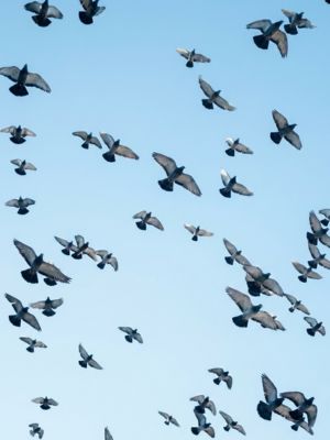 Las Claves del Éxito para Estudiar Idiomas: Motivación y Aprendizaje sin Prisa • María Rodríguez Cerezales • Traductor Jurado Francés • Infografía • Libertad